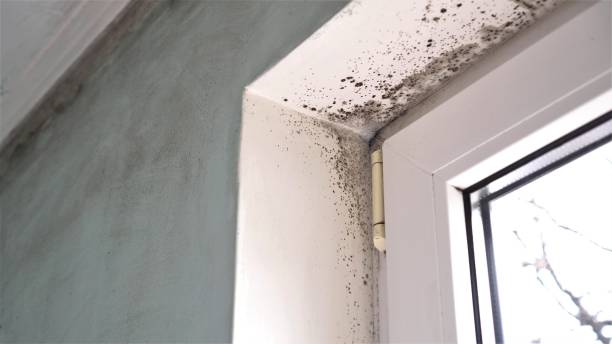 Best Crawl Space Mold Remediation in Newkirk, OK