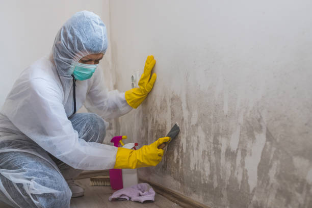 Best Residential Mold Remediation in Newkirk, OK