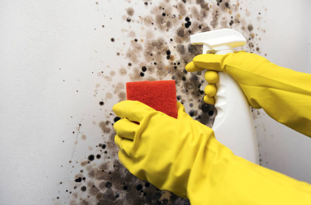 Best DIY Mold Remediation Support Services in Newkirk, OK