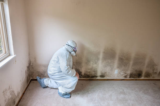Best Residential Mold Remediation in Newkirk, OK