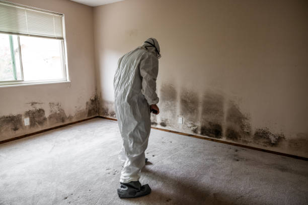 Best Emergency Mold Remediation in Newkirk, OK